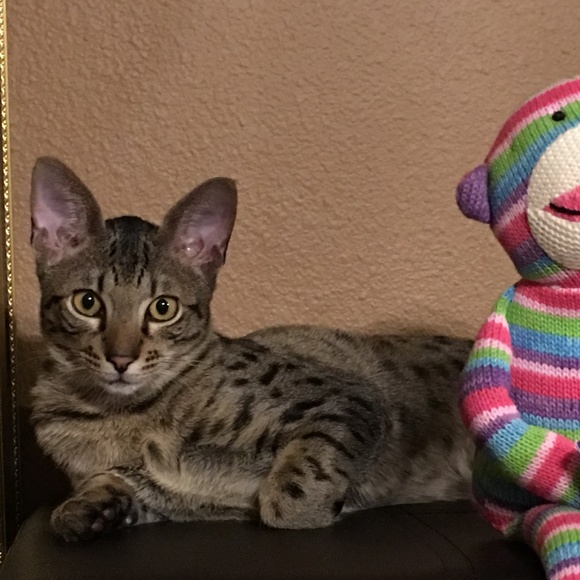 Meet your Posher, Susan - Picture 6 of 7